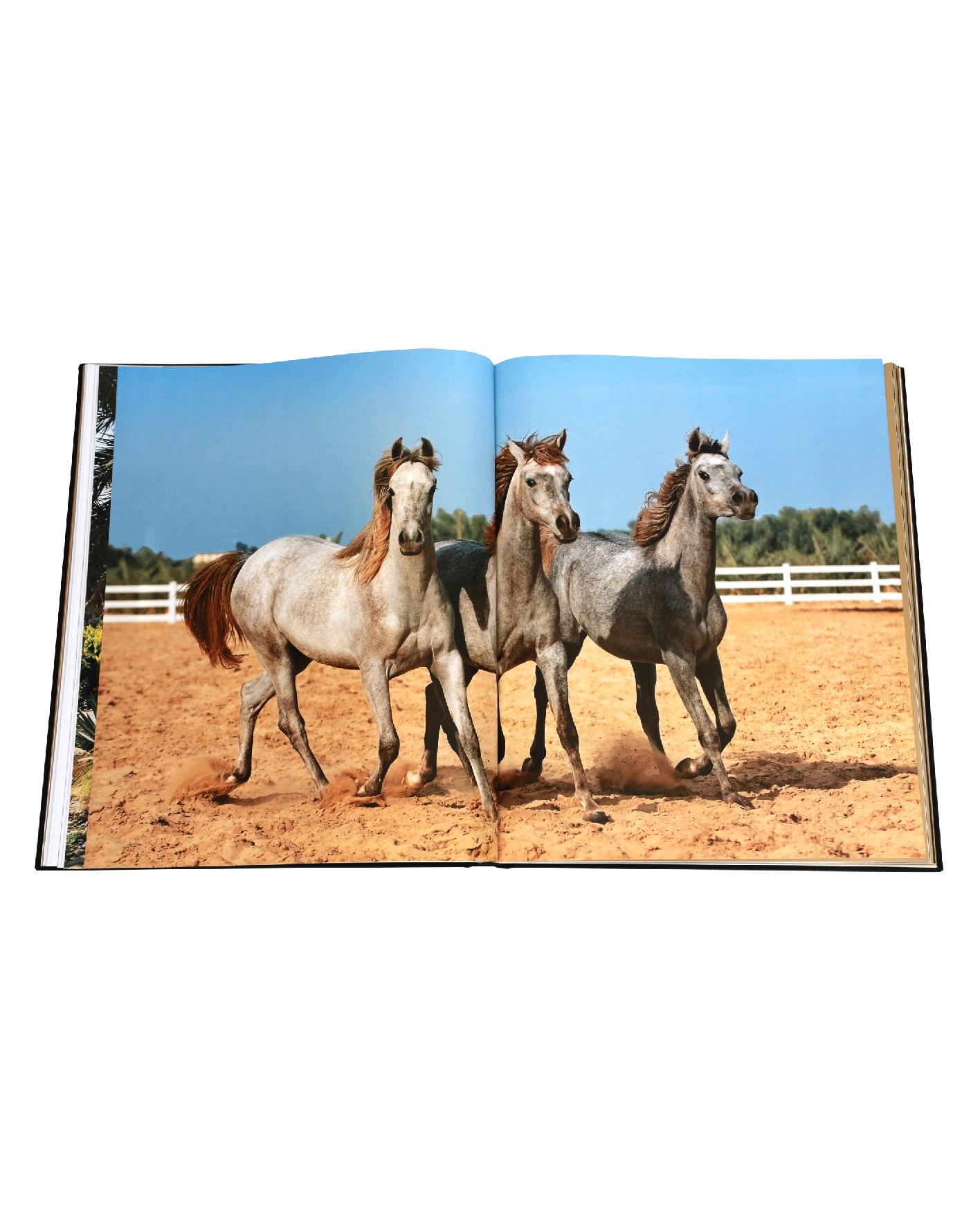 libro assouline Arabian Horses