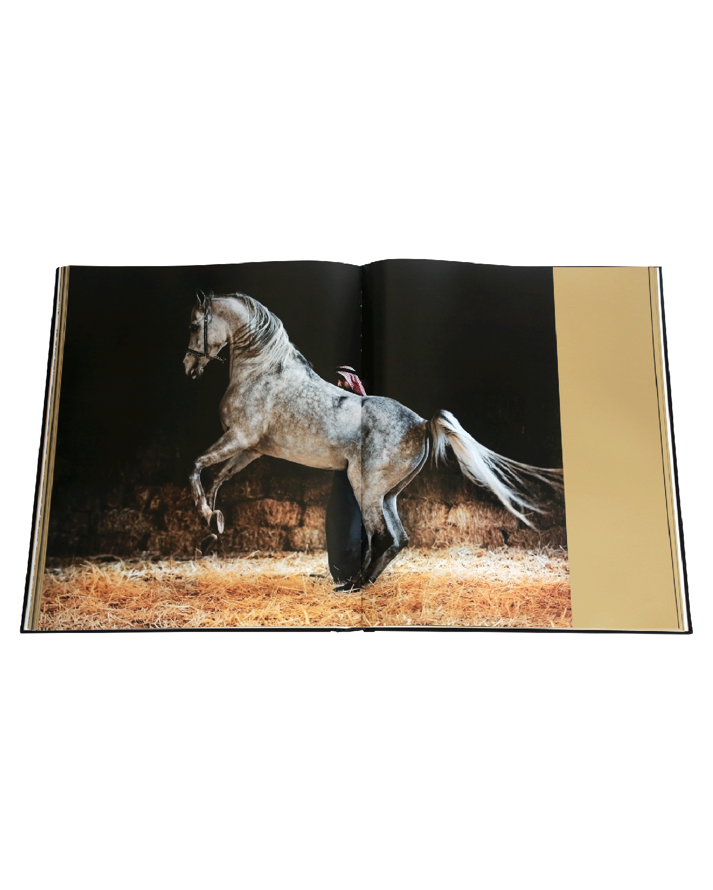 Arabian Horses libro